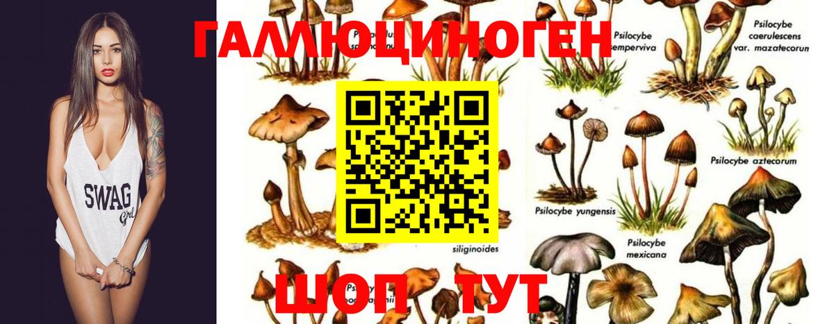 Новокубанск  Галлюциногенные грибы Magic Shrooms  Псилоцибиновые грибы мухоморы  сколько стоит  Вход с VPN 